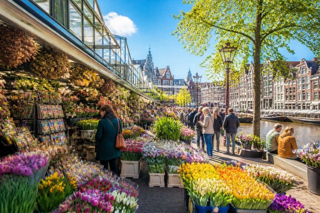 Les fleurs du Bloemenmarkt : une symphonie de couleurs au cœur d'Amsterdam