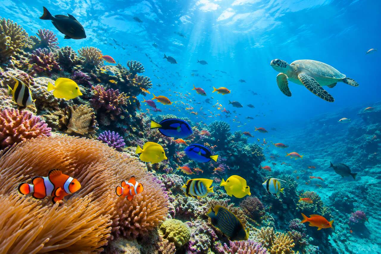 Le monde de nemo et les récifs coralliens : ce que le film dit du réel Le monde de nemo et les récifs coralliens : ce que le film dit du réel