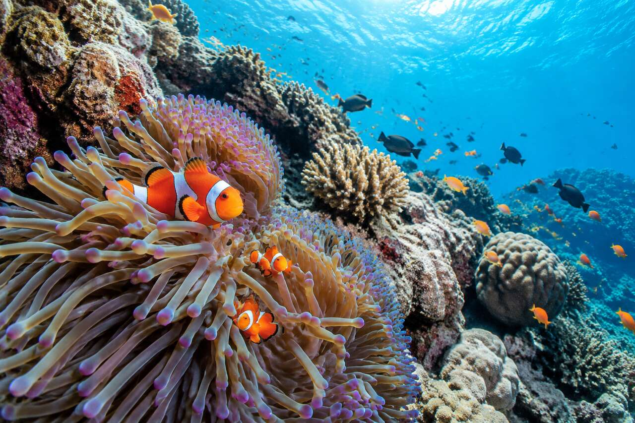 Où se trouve le récif de nemo : localisation, indices et réalité géographique Où se trouve le récif de nemo : localisation, indices et réalité géographique